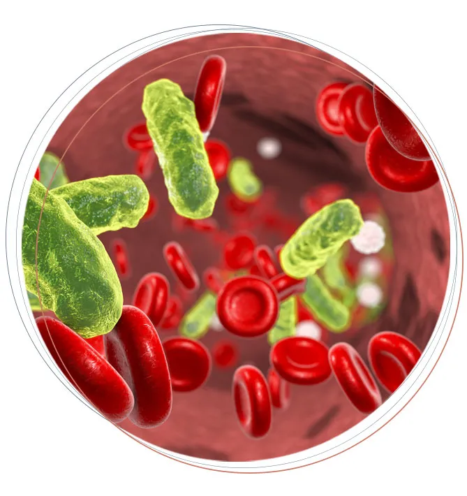 bacterias in the bloodstream graphic